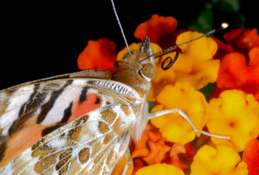 Vanessa cardui sulle lantane